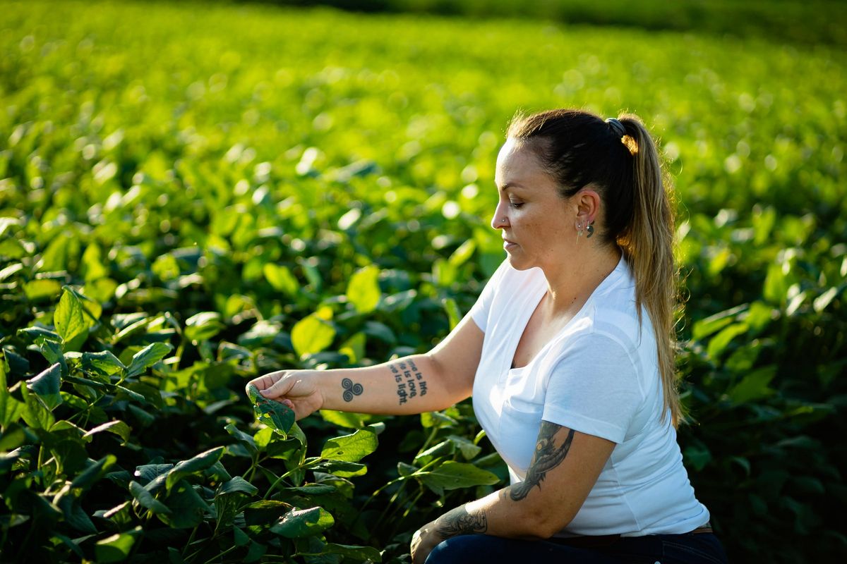 Cynthia examina plantas de soja no campo.